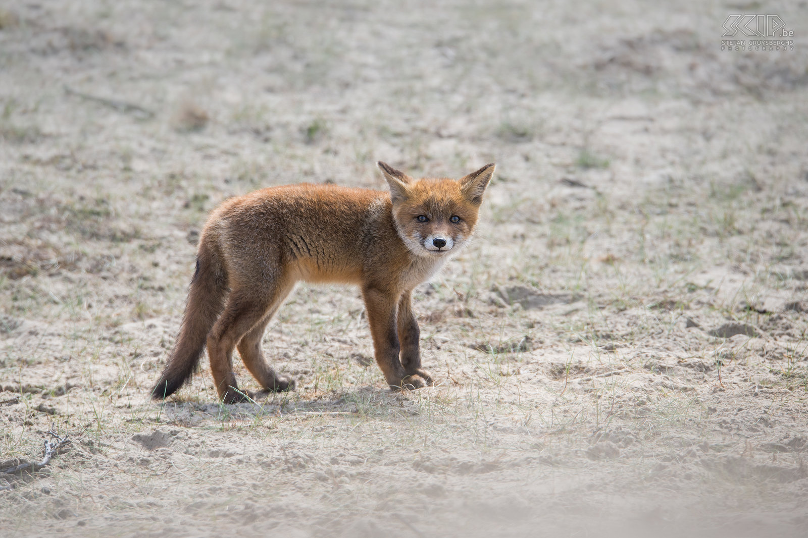 Jonge vos Deze jonge vos was helemaal niet schuw en ik kon op de grond gaan liggen om hem te fotograferen in de zandduinen. Stefan Cruysberghs